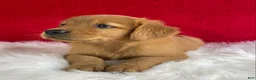 Golden Retriever dogs for sale: Piper - Ad 3