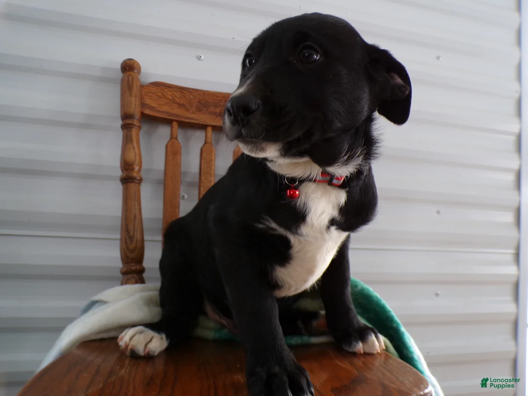 Border Terrier dogs for sale: Border Terrier Puppy 2 Rochester - Ad 2