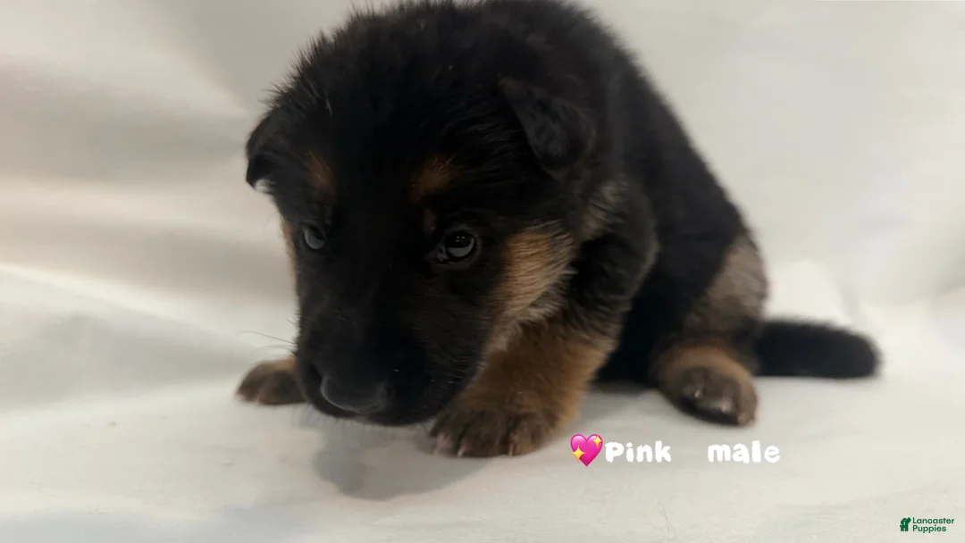 German Shepherd dogs for sale: pink - Ad 2