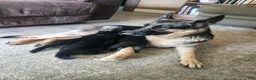 German Shepherd dogs for sale: German Shepherd 3 - Ad 2