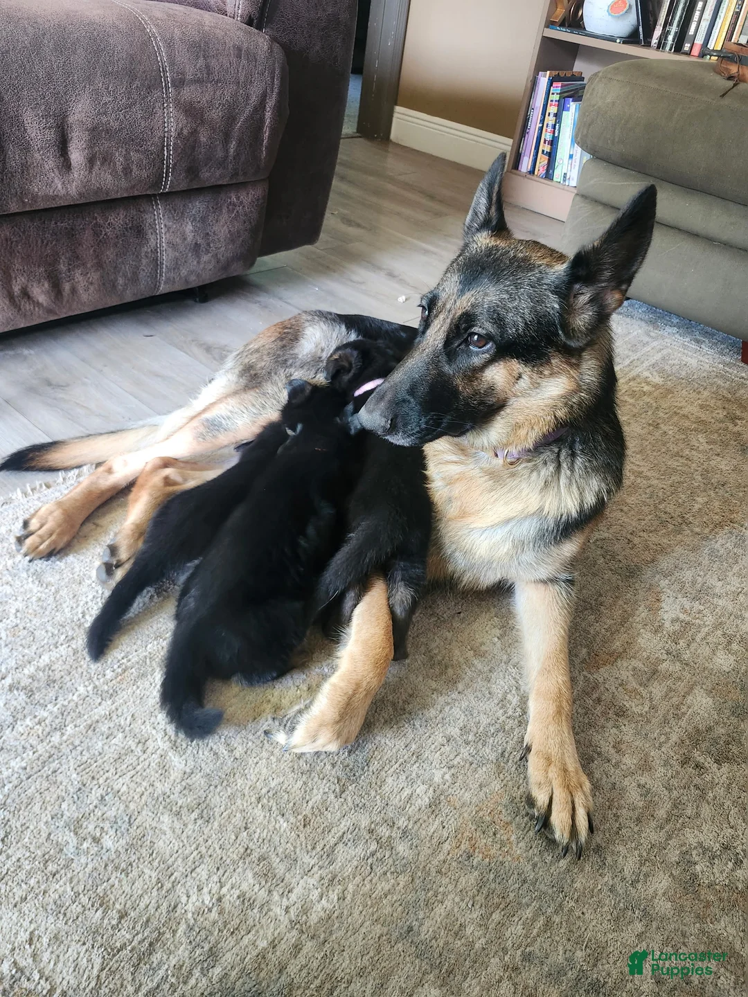 German Shepherd dogs for sale: German Shepherd 3 - Ad 2