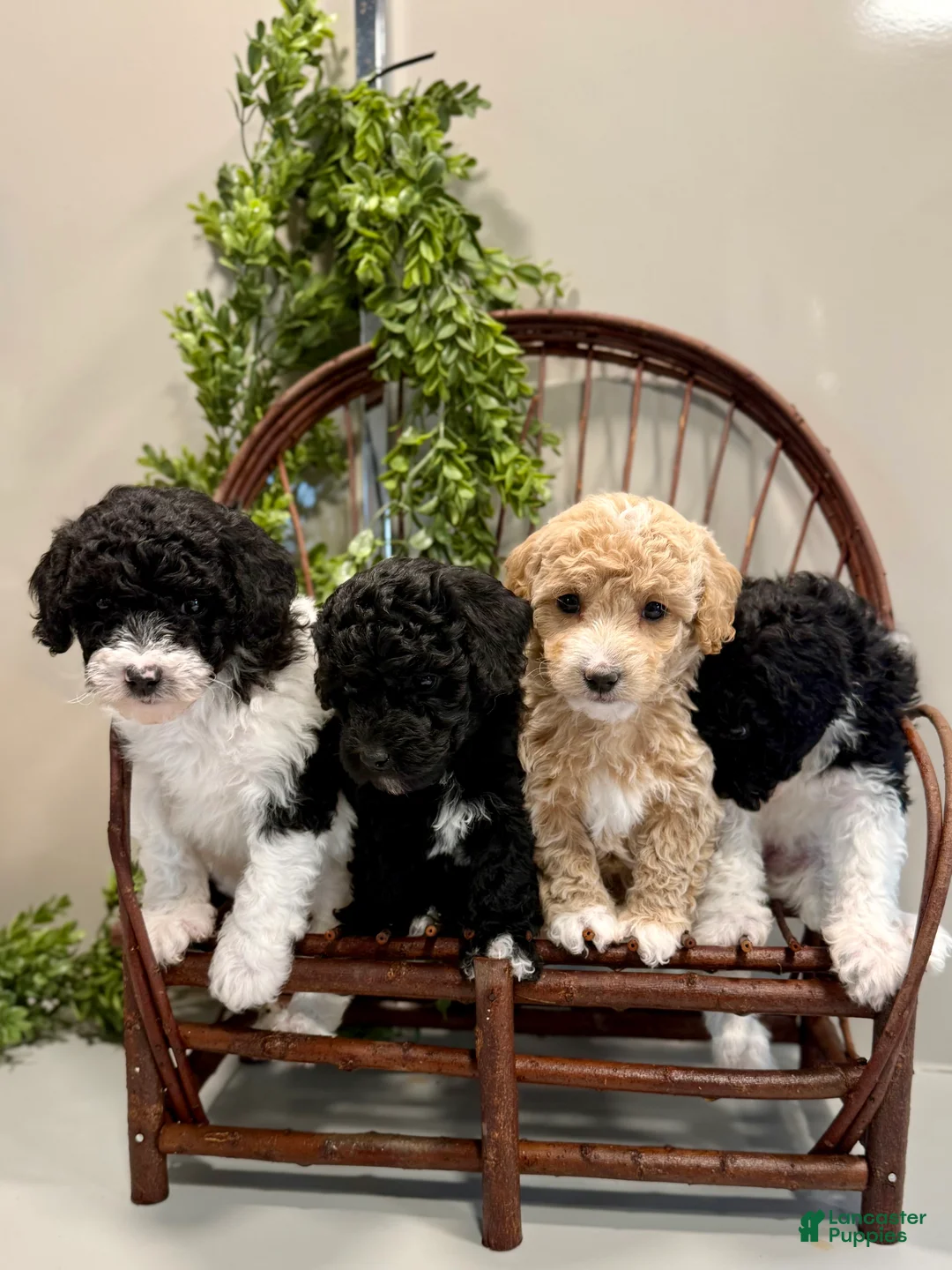 Mini Goldendoodle dogs for sale: Oscar - Ad 9