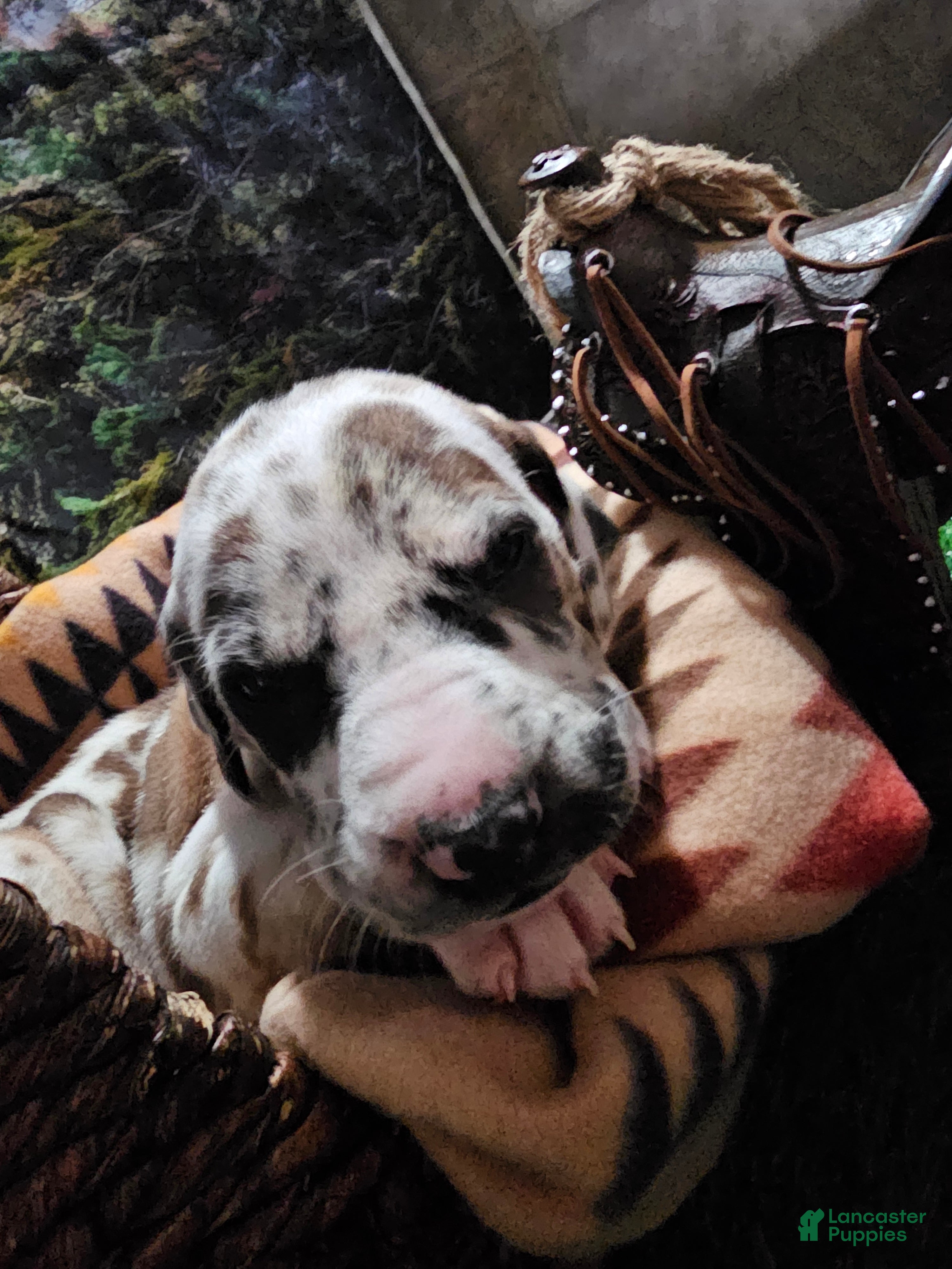 Great Dane dogs Fawnequin Male - Ad 1