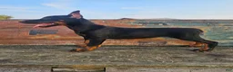 Doberman Pinscher dogs for sale: Black Girl - Ad 2