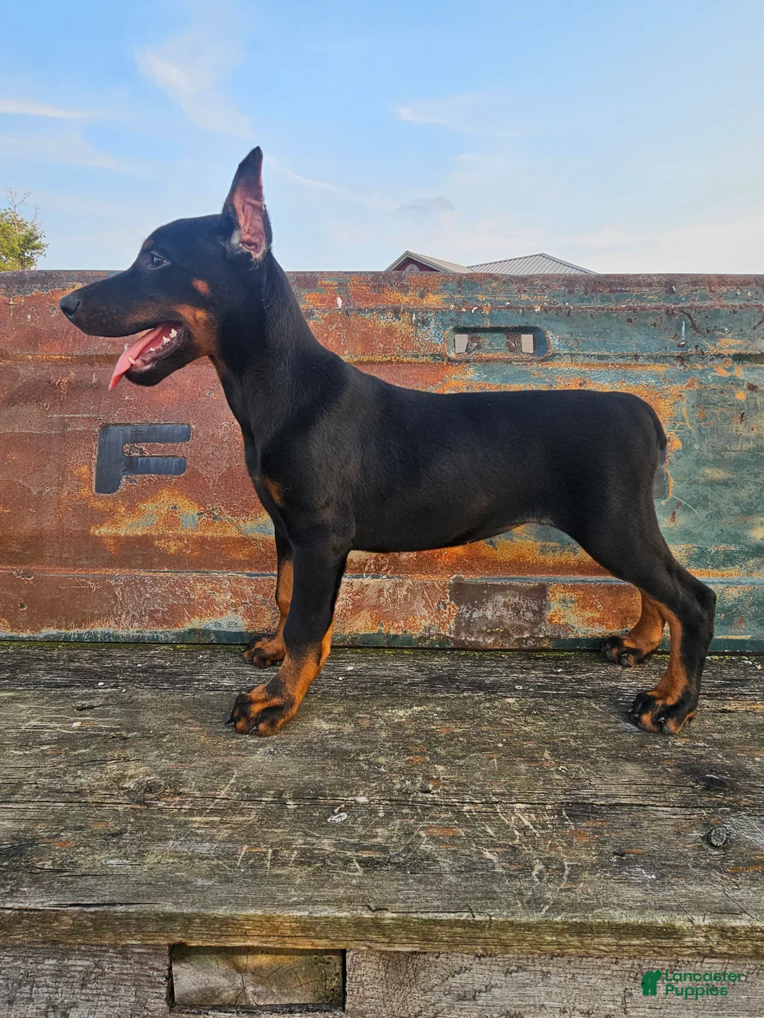 Doberman Pinscher dogs for sale: Black Girl - Ad 2