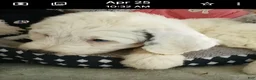 Sheepadoodle dogs for sale: Diva! - Ad 3