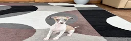 Italian Greyhound dogs for sale: Italian Greyhound 1 fawn boy  - Ad 10