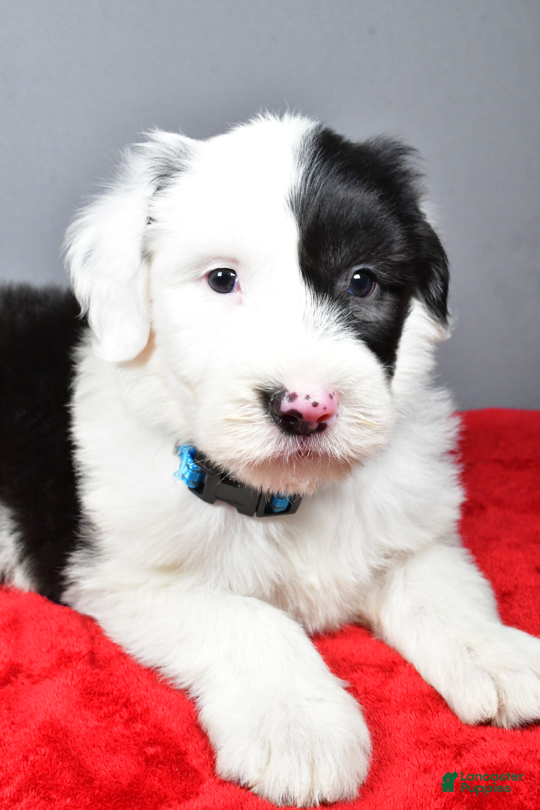 Old English Sheepdog dogs Lincoln  - Ad 1