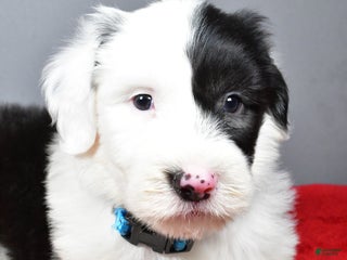 Old English Sheepdog dogs Lincoln - Ad 1