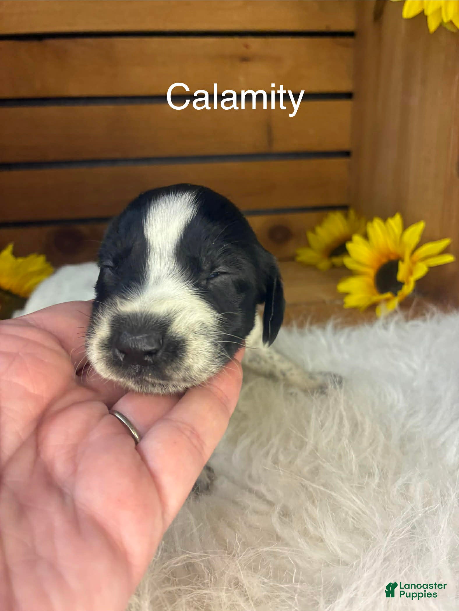 German Shorthaired Pointer dogs Calamity  - Ad 18
