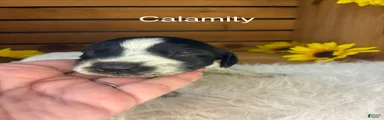Calamity 