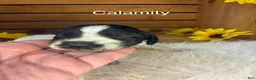 German Shorthaired Pointer dogs for sale: Calamity  - Ad 1
