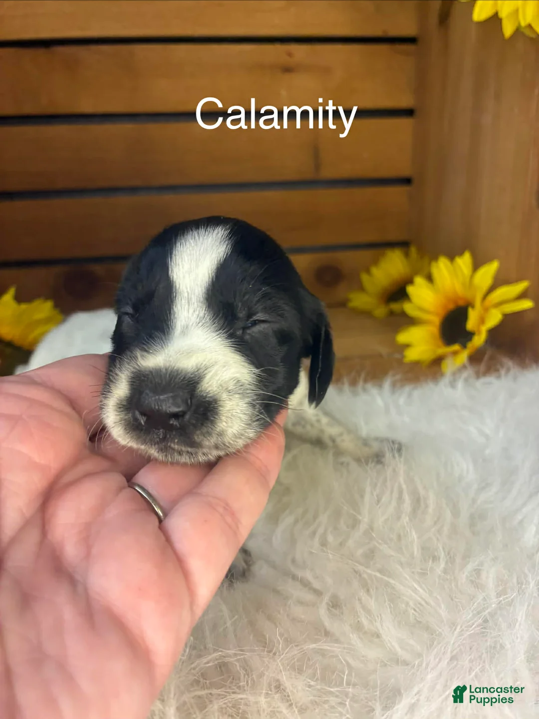 German Shorthaired Pointer dogs for sale: Calamity  - Ad 1