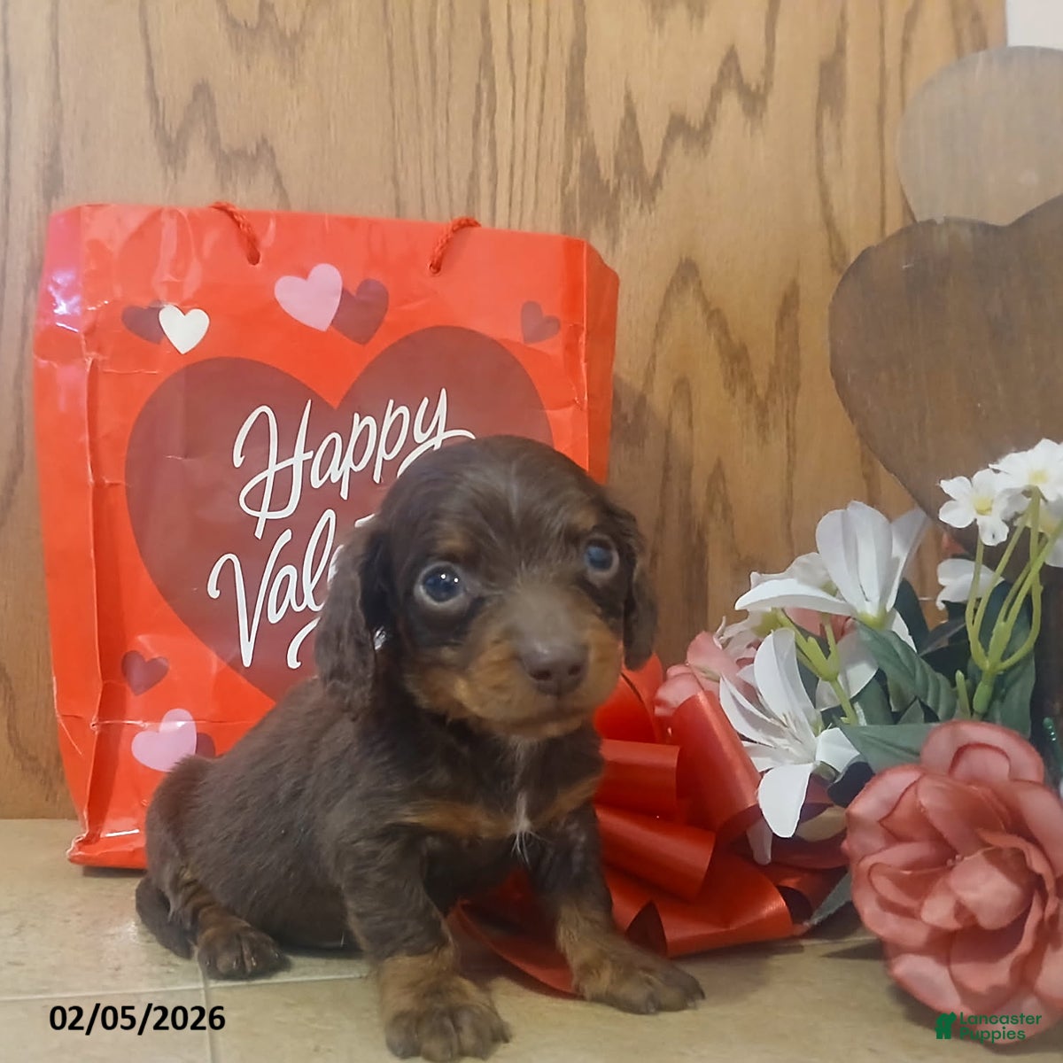 Miniature Dachshund dogs Hershey - Ad 23