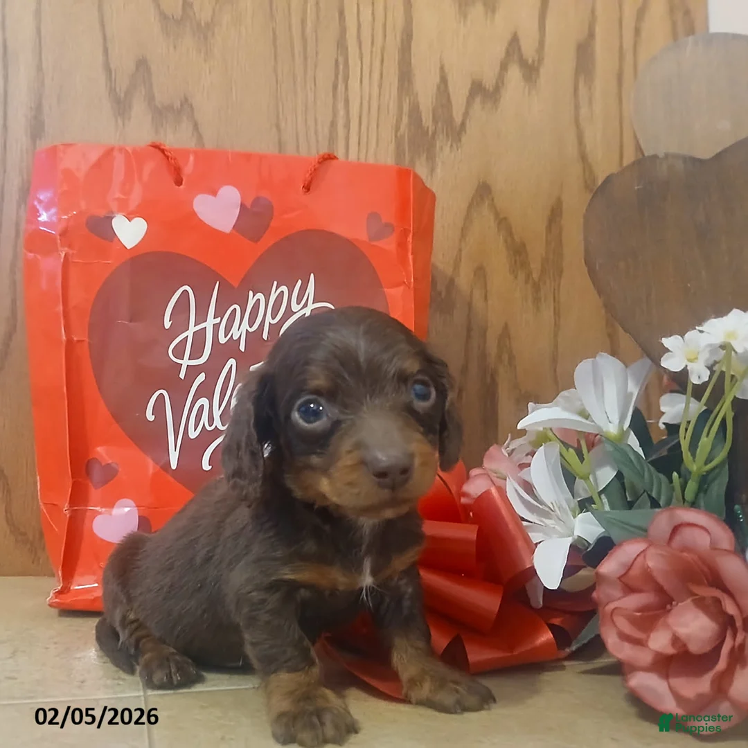 Miniature Dachshund dogs for sale: Hershey - Ad 1