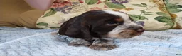 English Springer Spaniel dogs for sale: Mr. Fritz - Ad 2
