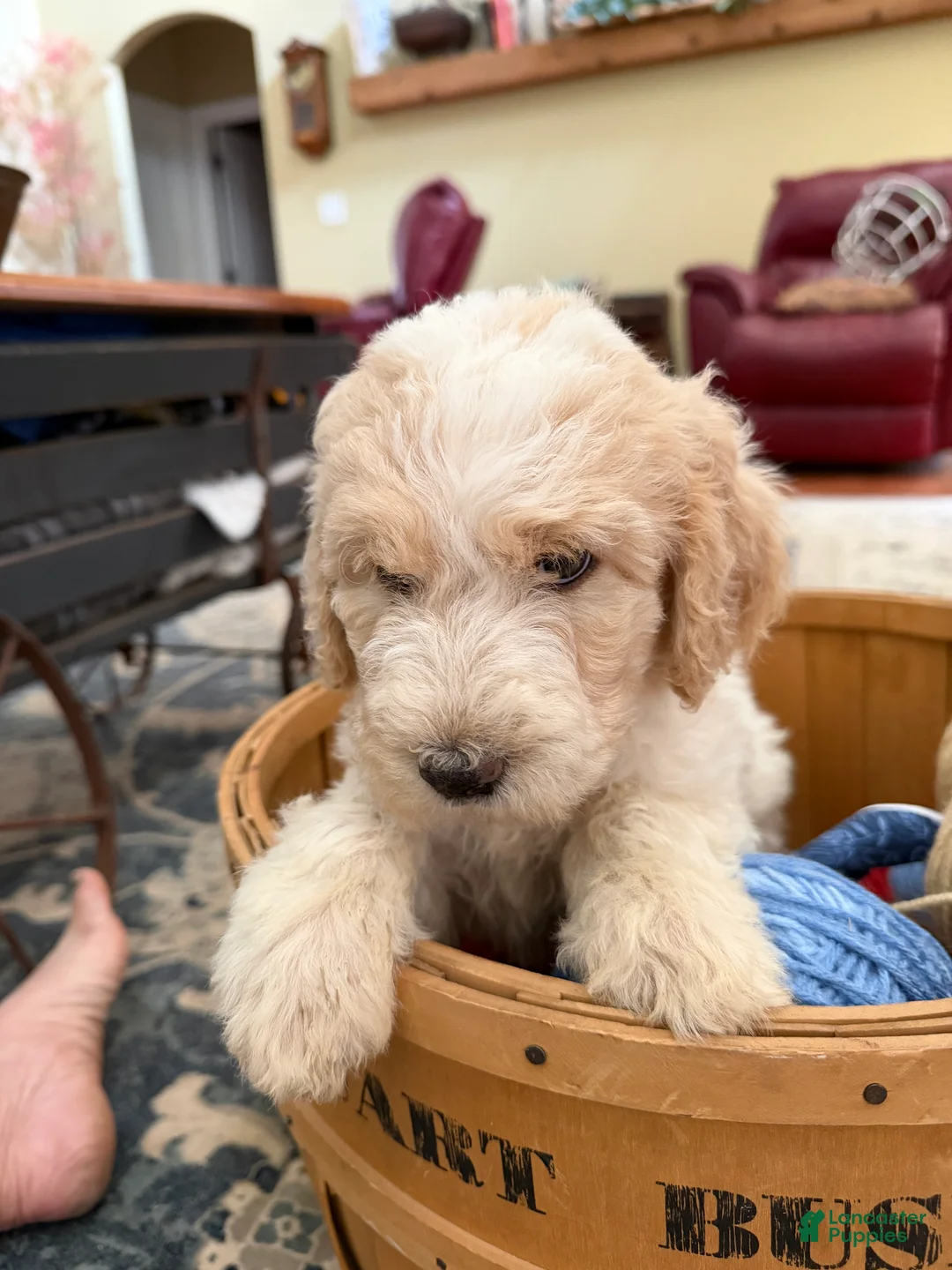 Aussiedoodle dogs for sale: Kira - Ad 1