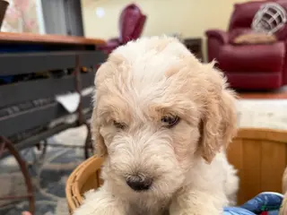 Aussiedoodle dogs Kira - Ad 10