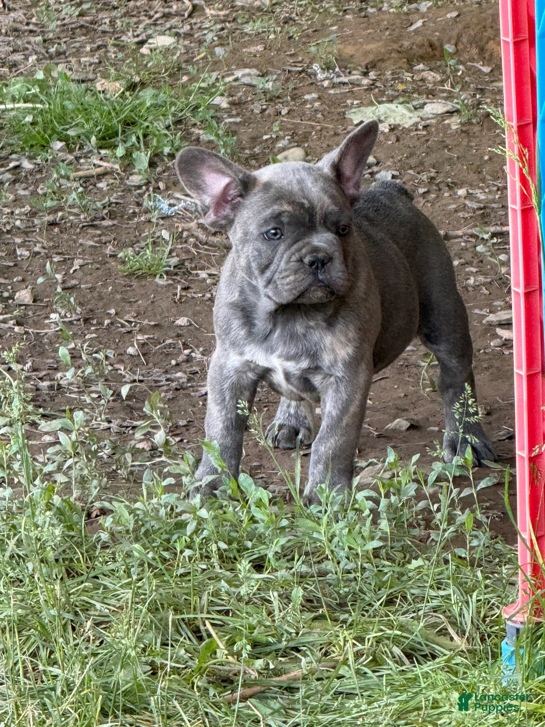 French Bulldog dogs for sale: French Bulldog Puppy 1 - Ad 2