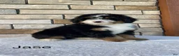 Mini Bernedoodle dogs for sale: Jase - Ad 4