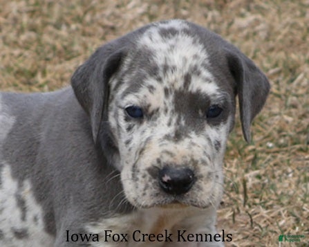 Great Dane dogs Scout - Ad 19