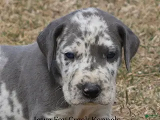 Great Dane dogs Scout - Ad 19