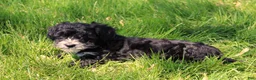 Havapoo dogs for sale: Toby - Ad 5