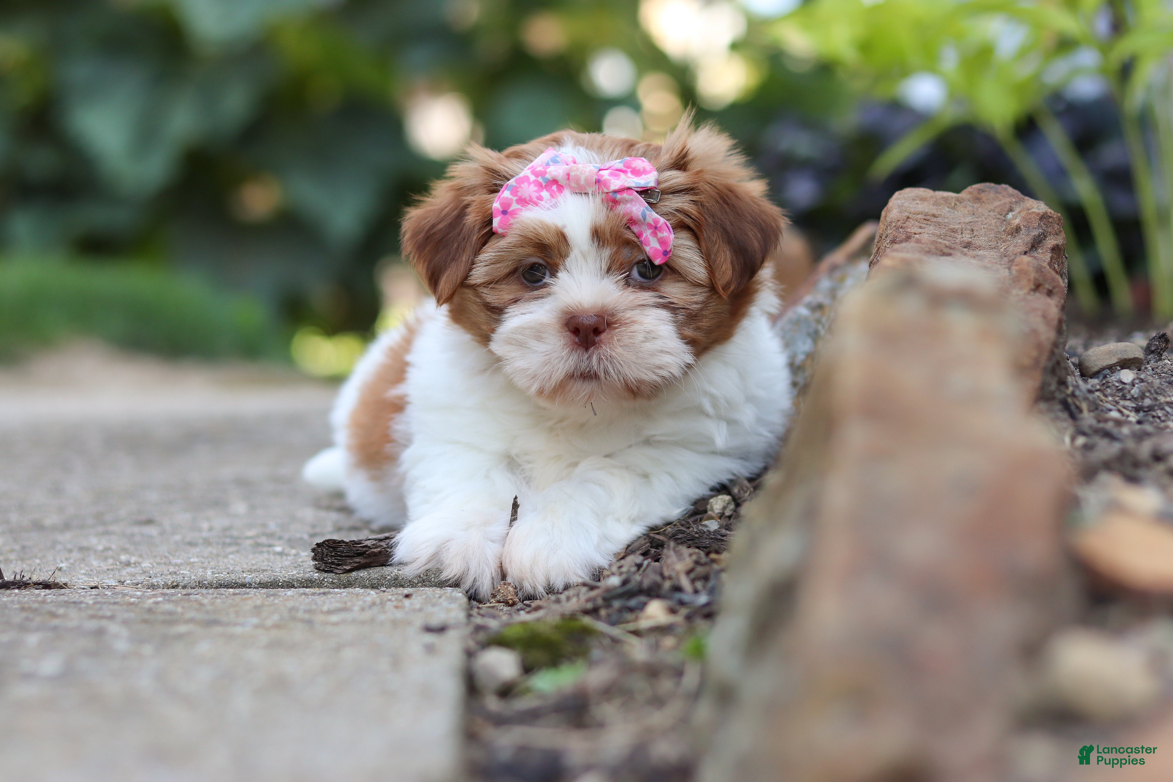 Shih Tzu dogs Goldie - Ad 1