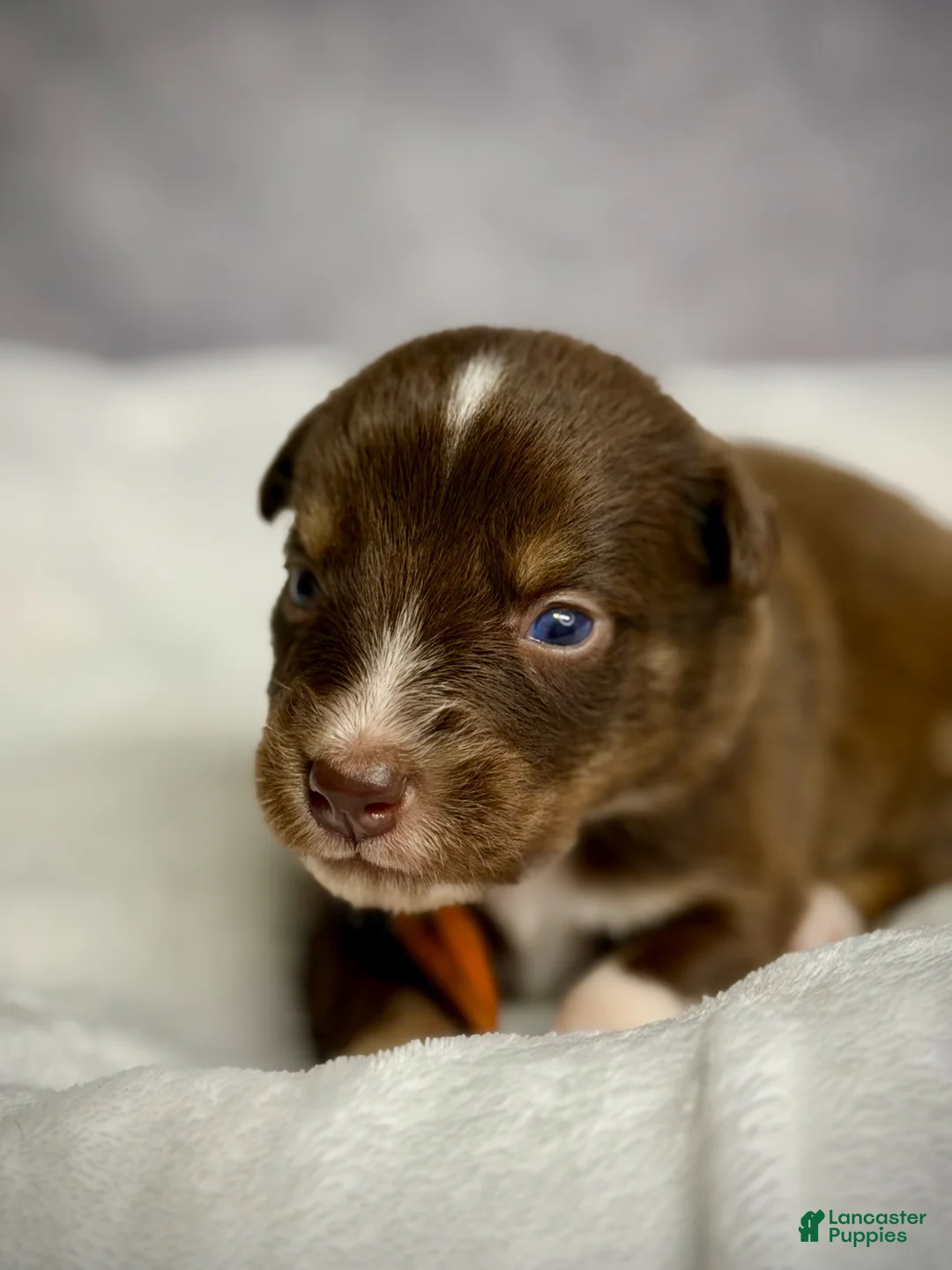 Australian Shepherd dogs for sale: Australian Shepherd Bogo - Ad 18