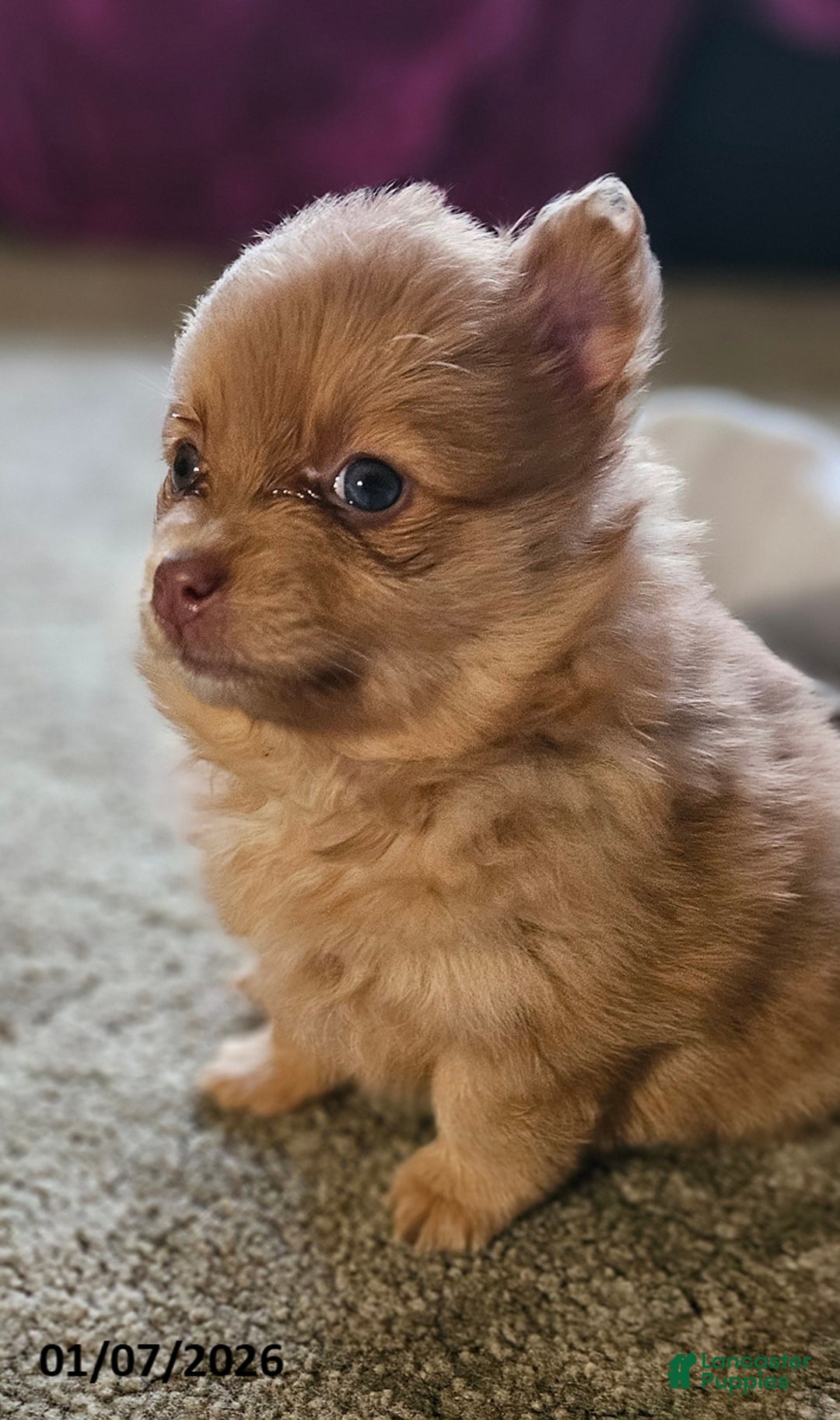 Pomeranian dogs for sale: Kiki - Ad 2