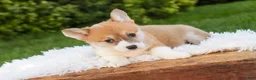 Welsh Corgi Pembroke dogs for sale: Miriam Welsh Corgi Pembroke - Ad 2
