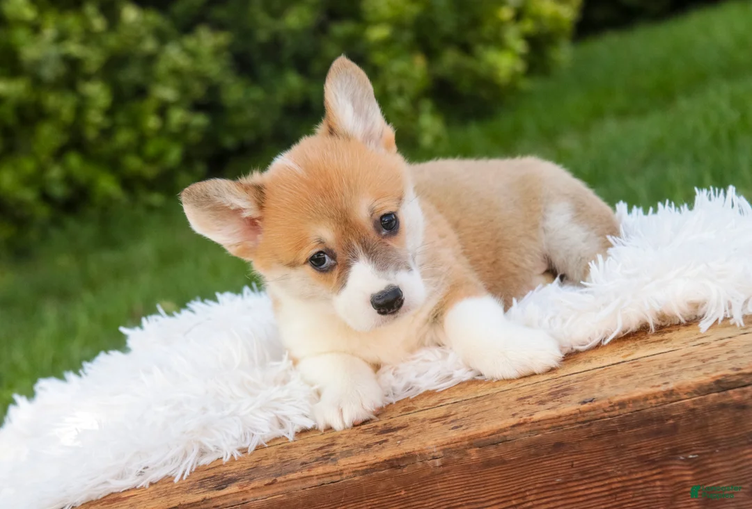 Welsh Corgi Pembroke dogs for sale: Miriam Welsh Corgi Pembroke - Ad 2