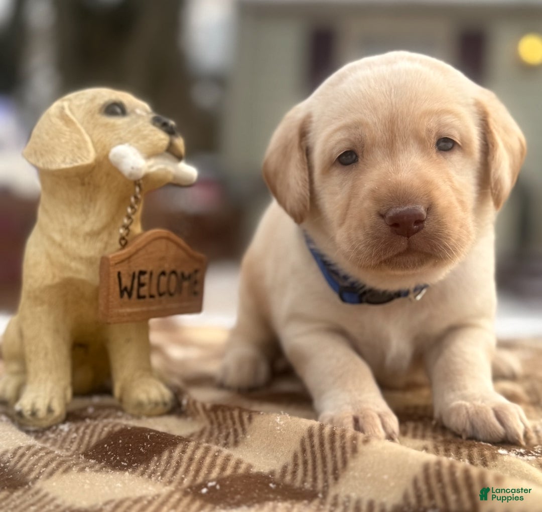 Labrador Retriever dogs for sale: Labrador Retriever Puppy 1 - Ad 1