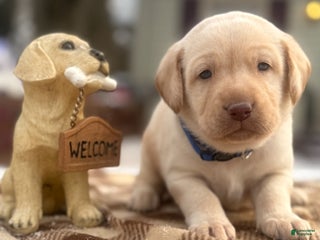 Labrador Retriever dogs Labrador Retriever Puppy 1 - Ad 11