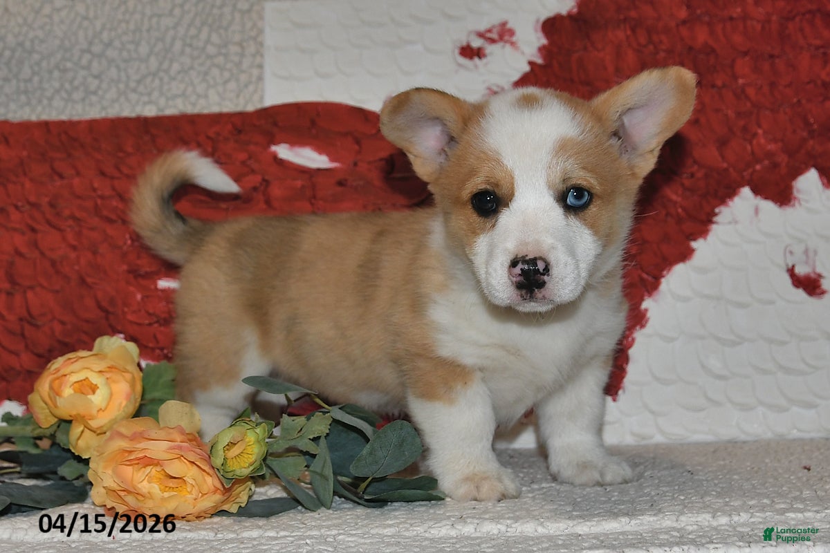 Welsh Corgi Pembroke dogs Dove - Ad 1
