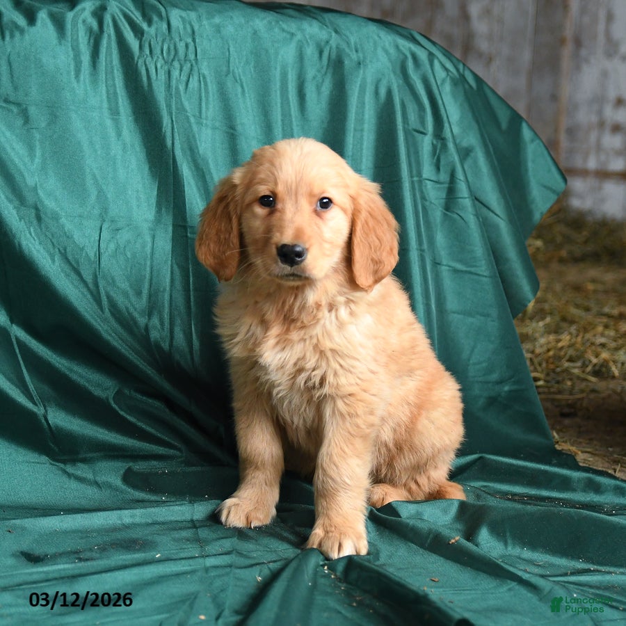 Golden Retriever dogs for sale: Saber - Ad 2