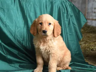 Golden Retriever dogs for sale: Saber - Ad 2