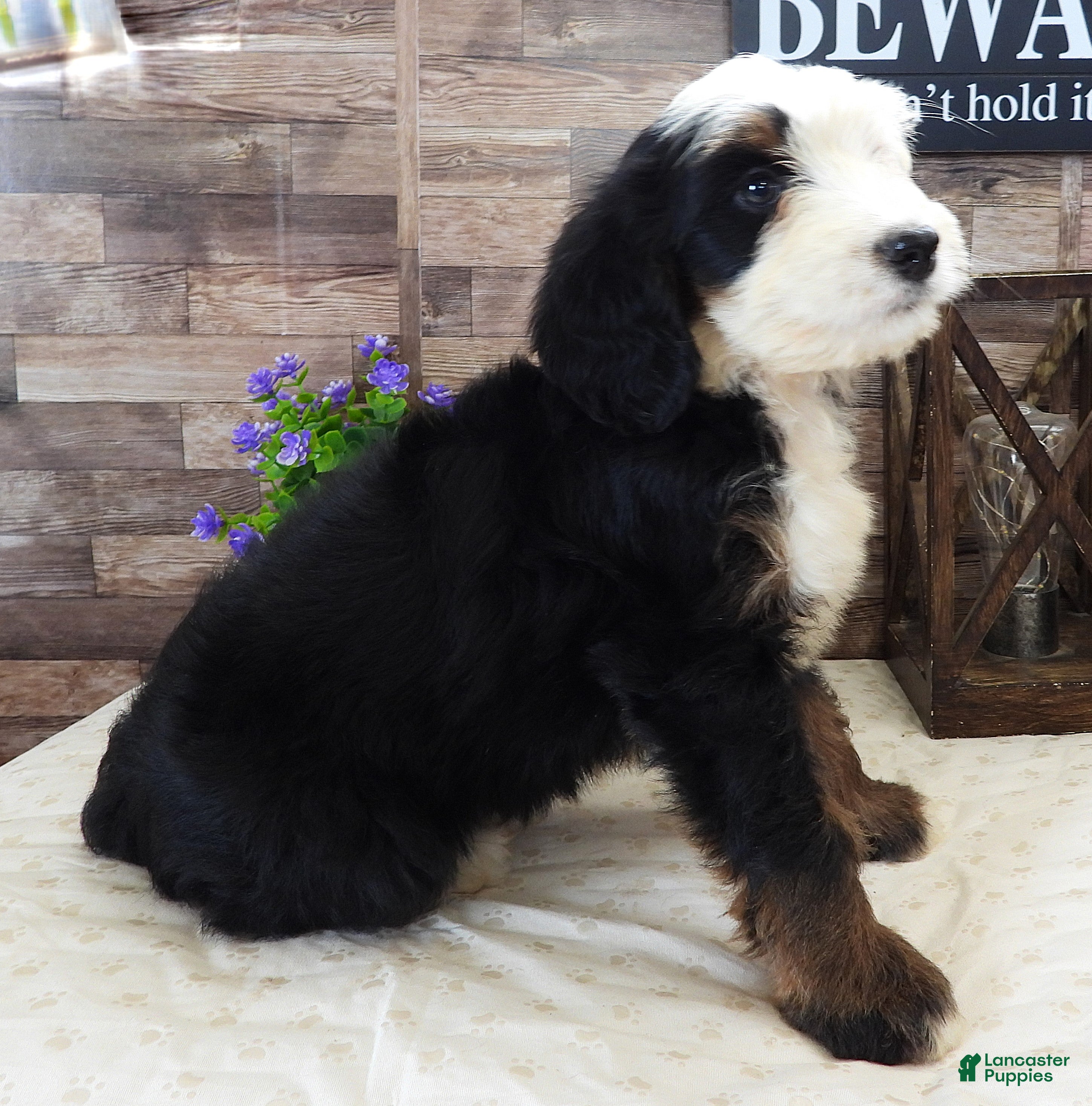 Mini Bernedoodle dogs #1 Female (Splash's) - Ad 29