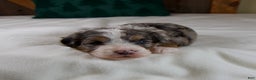 Mini Bernedoodle dogs for sale: Mercy Girl - Ad 1