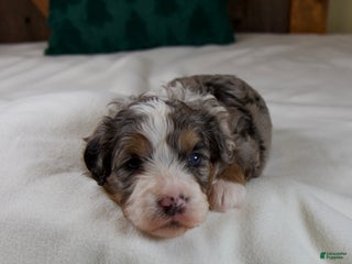 Mini Bernedoodle dogs Mercy Girl - Ad 34