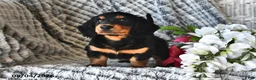 Dachshund dogs for sale: Raspberry - Ad 4