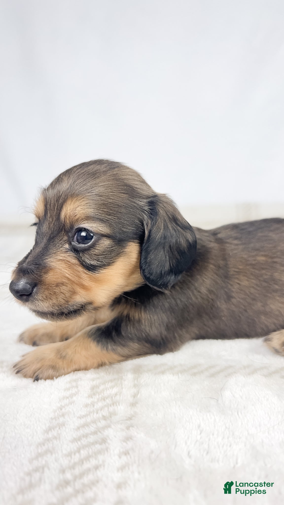 Miniature Dachshund dogs Cherry - Ad 8