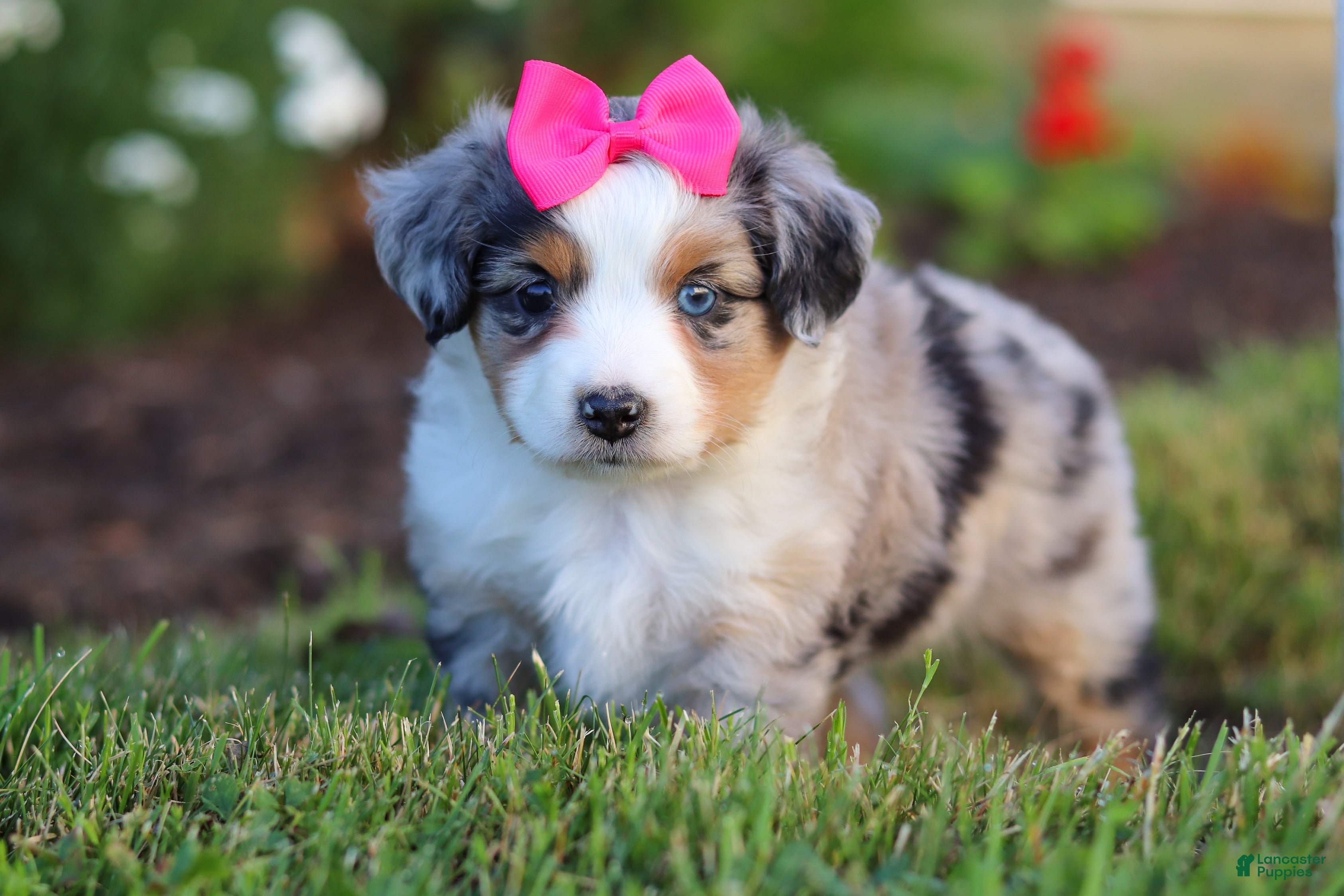 Miniature Australian Shepherd dogs for sale: Daisy - Ad 1