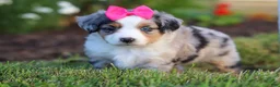 Miniature Australian Shepherd dogs for sale: Daisy - Ad 1