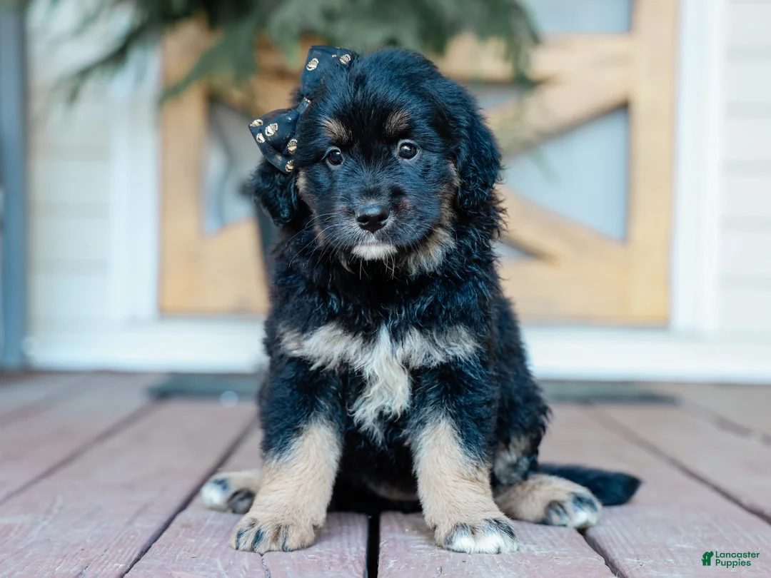 Mixed Breed dogs for sale: Cambria Golden Retriever/Jug Puppy - Ad 2
