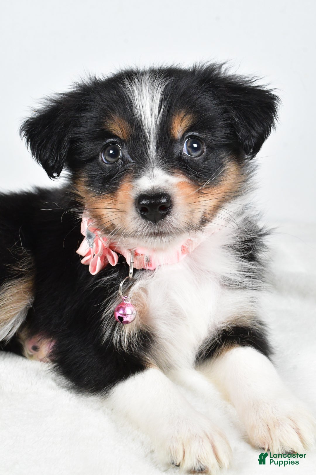 Miniature Australian Shepherd dogs for sale: Jean - Ad 3