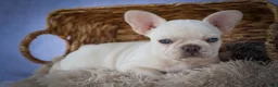 French Bulldog dogs for sale: Tulip🩷  - Ad 9