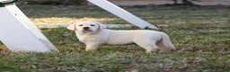 Labrador Retriever dogs for sale: Jeremiah  - Ad 4