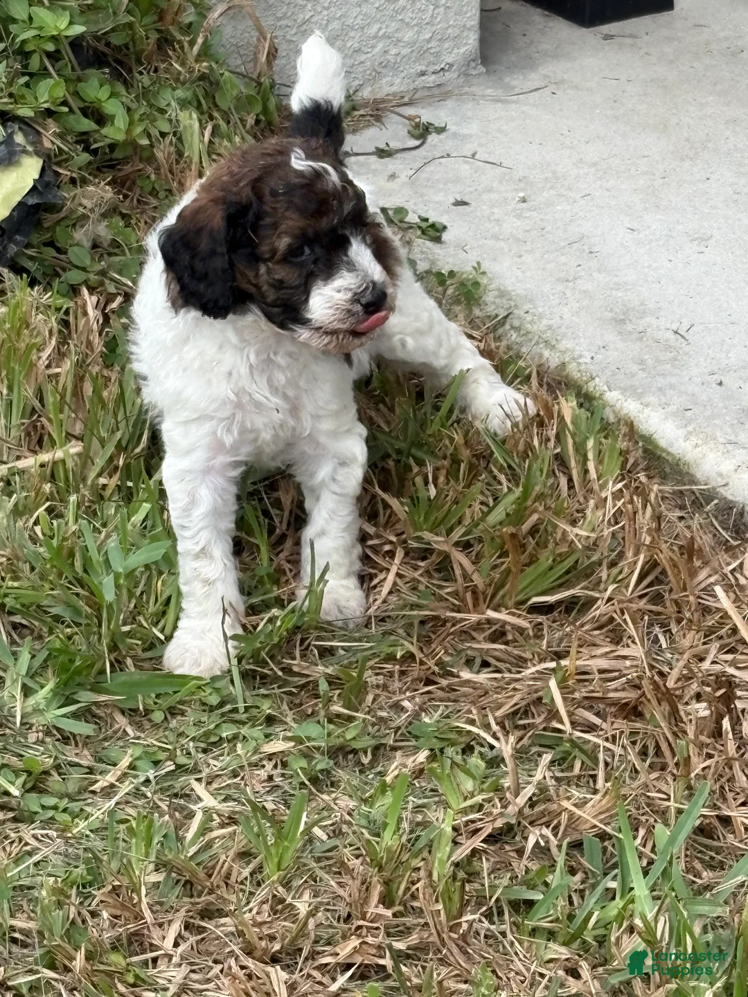Standard Poodle dogs for sale: Gambit - Ad 1