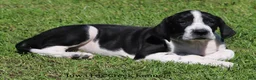 Great Dane dogs for sale: Great Dane 3 - Ad 3